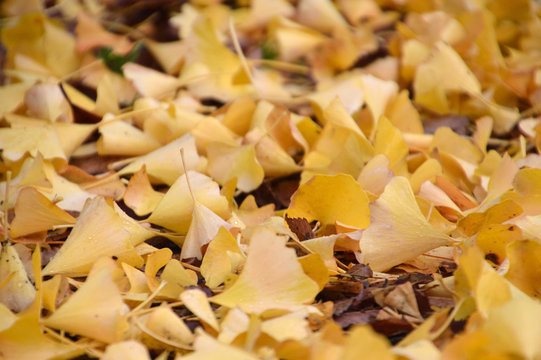 黄色く色付いたイチョウの落ち葉が地面を埋める風景