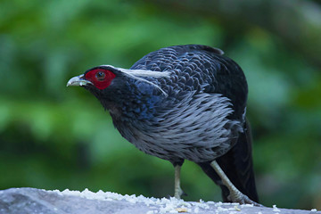 Kalij pheasant, Lophura leucomelanos, Sattal, Uttarakhand, India