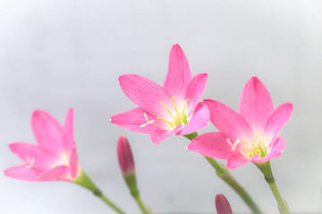 Fototapeta premium Beautiful pink flowers on white background