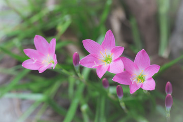 Beautiful pink flowers on green