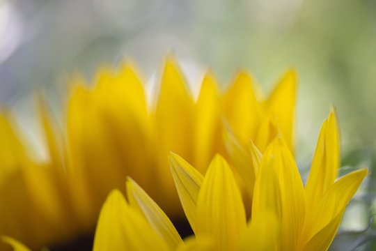 Sonnenblume einzelne Blüte mit offener Blende und weichgezeichnetem Hintergrund
