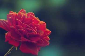 Velvet rose on blurred dark green background