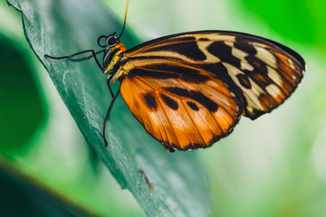 An African Monarch butterfly perched on green leaf with a smooth green background