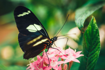  tropical red, black and white butterfly named Heliconius Melponeme