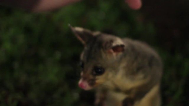 Curious Australian Brushtail Possum Playing And Petting