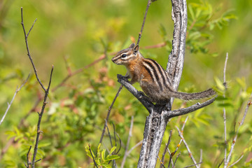 Chipmunk Sitting on a Tree Branch