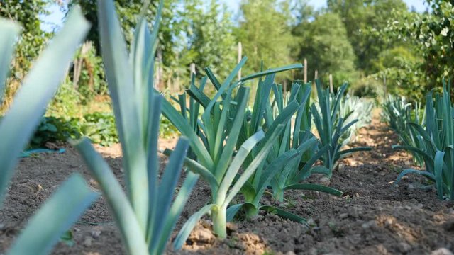 Static shot of some leeks in a vegetable garden with a sunny weather.
