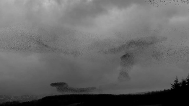 Massive Starling murmuration against dark clouds in the evening sky a Tarn Sike nature reserve Cumbria UK.