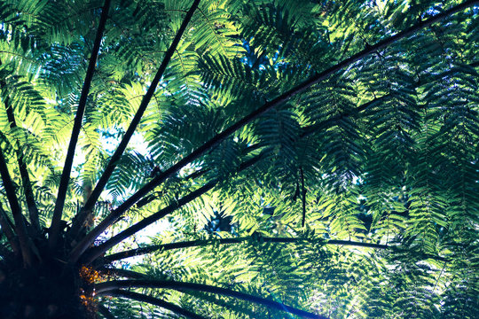Sunlight shining through punga or ponga tree fern fronds in Kerikeri, Northland, New Zealand, NZ