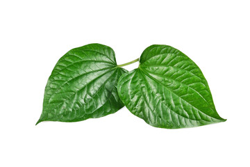 Piper sarmentosum or Wildbetal leafbush Thai herb.Green Leaf isolated on white background.