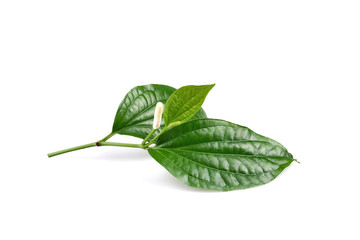 Piper sarmentosum or Wildbetal leafbush Thai herb.Green Leaf isolated on white background.