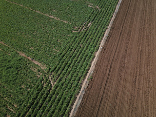Aerial view of field growing