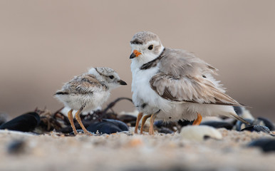 Piping Plover chicks with Females © Harry Collins