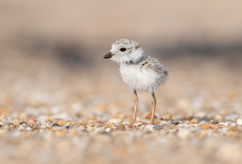 Piping Plover chicks © Harry Collins