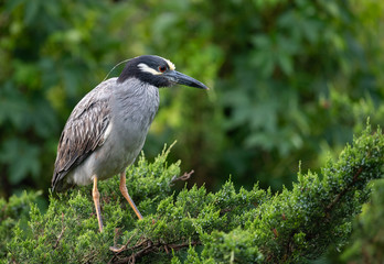 Yellow Crowned Night Heron in an Evergreen