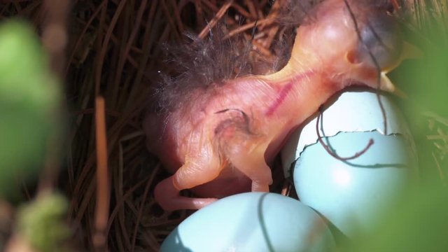 Extreme close up of newborn baby bird looking up and waiting to be fed