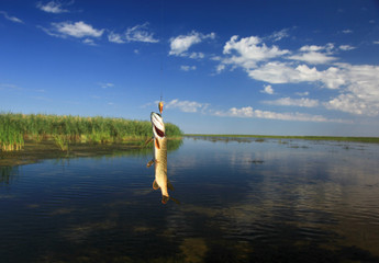 Caught in a wobbler (spoon-bait) pike, in the summer in the delta of the Volga. Astrakhan region....