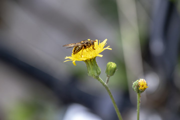 Bee