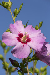 Naklejka na ściany i meble Beautiful single pink flower of pink Hibiscus syriacus blooming in the garden, sunny day
