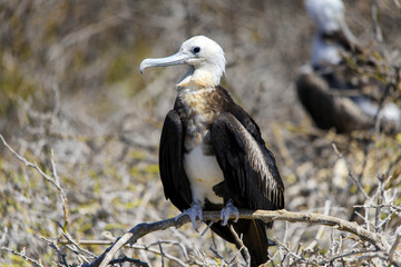 Great frigate female on Northseymour, Galapagos Island