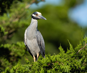 Fototapeta premium Yellow Crowned Night Heron in an Evergreen