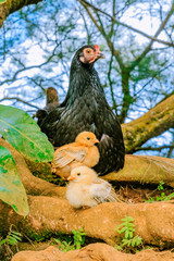 Wild hen with chicks in Honolulu Hawaii