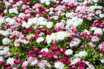 Colorful flowers Background