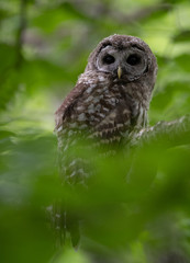 Closeup of Owl in Tree