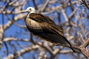 Great frigate female on Northseymour, Galapagos Island