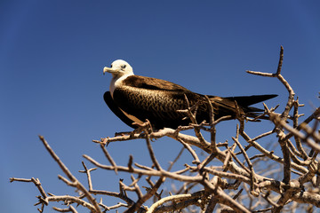 Great frigate female on Northseymour, Galapagos Island