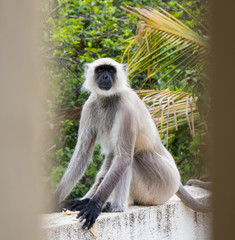 Obraz premium Staring contest