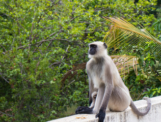 Langur in Zen mode