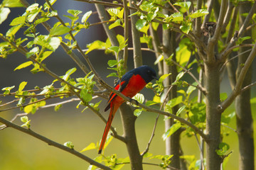 Long-tailed minivet, Pericrocotus ethologus, Corbett Tiger Reserve, Uttarakhand, India