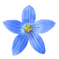 Wild  blue yellow bell flower(campanula), isolated on a white  background. Close-up. Element of design. Nature.