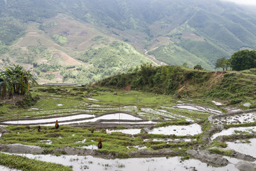 Rice field sapa
