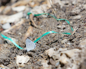 Mount Charleston Blue Butterfly 