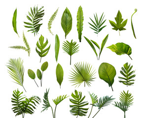 Fototapeta Collection of different tropical leaves. Elements set leaf on isolated white background obraz