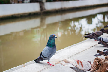 Pegions or doves inhabited the city, Thailand.