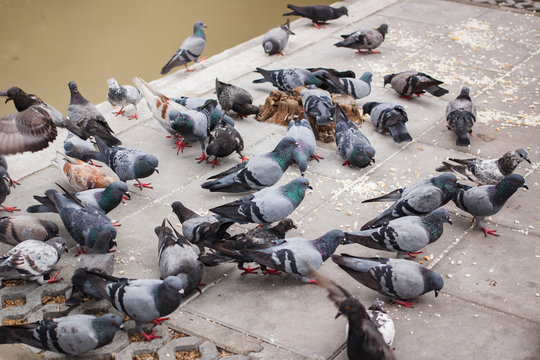 Pegions or doves inhabited the city, Thailand.