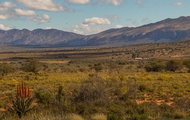 Karoo winter landscape with aloes in the Willowmore district in South Africa