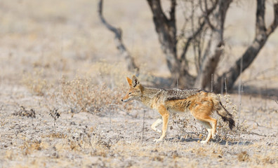 Black backed jackal (Canis mesomelas) walking in the Kalahari