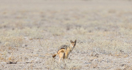 Black backed jackal (Canis mesomelas) pooping in the Kalahari