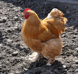 Breed red plumage cock