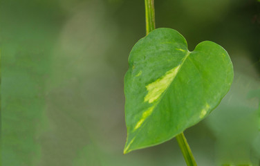 Green Leaf shaped heart
