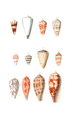 Illustration of shell