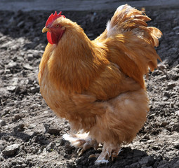Breed red plumage cock