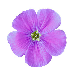 Fototapeta na wymiar flower lilac flax isolated on white background. Flower bud close up. Element of design. Nature.