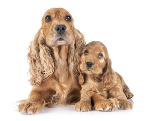 puppy and mother cocker spaniel