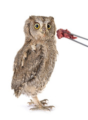 Eurasian scops owl