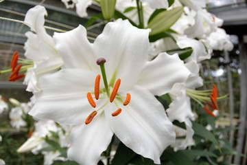 Obraz na płótnie Canvas Perfume lily / Lilium (Big brother) 